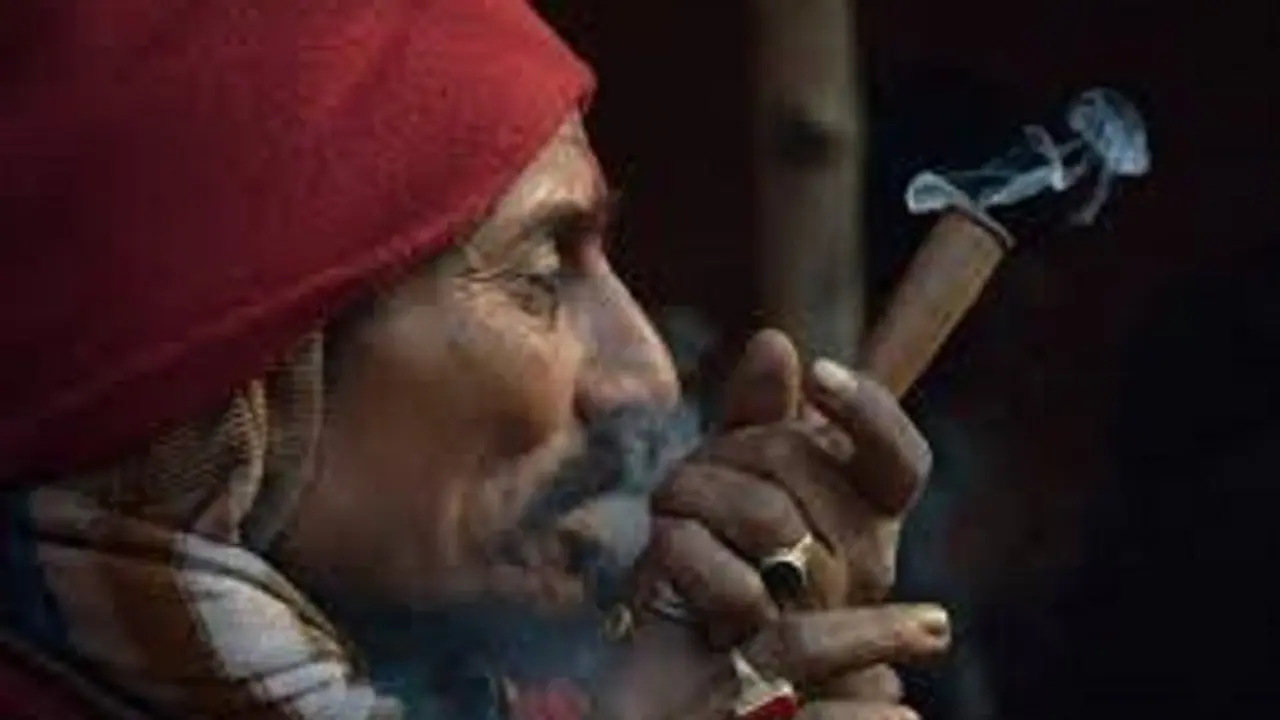 ಚಾಮರಾಜನಗರ: ಭಂಗಿ ಸೇವೆಗೆ ಬೆಳೆದಿದ್ದ 101 ಕೆಜಿ ಗಾಂಜಾ ವಶ..!