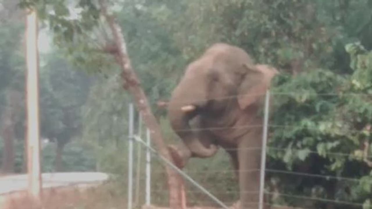 ವಿದ್ಯುತ್ ಶಾಕ್ ತಪ್ಪಿಸಿಕೊಳ್ಳಲು ಆನೆಗಳ ಹೊಸ ಟೆಕ್ನಿಕ್ !