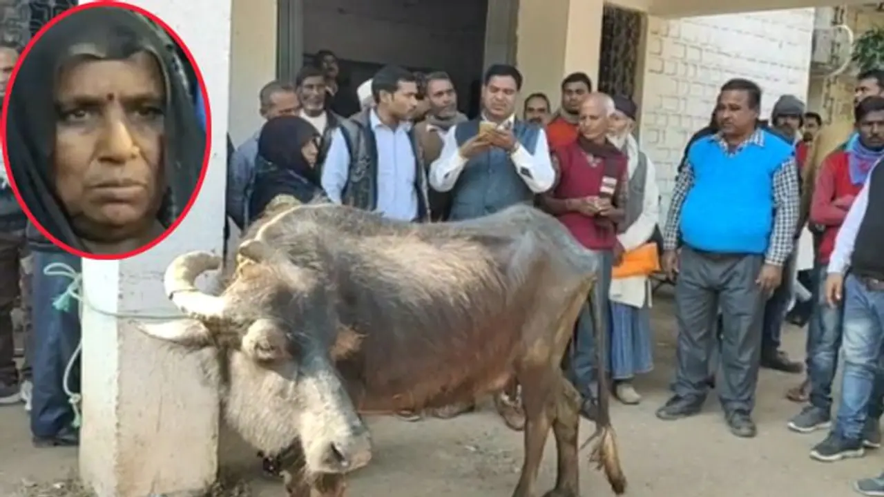 रिश्वत देने के लिए पैसे नहीं थे, इसलिए भैंस लेकर सरकारी दफ्तर पहुंच गई महिला, फिर देखिए क्या हुआ रिश्वत देने के लिए पैसे नहीं थे, इसलिए भैंस लेकर सरकारी दफ्तर पहुंच गई महिला, फिर देखिए क्या हुआ