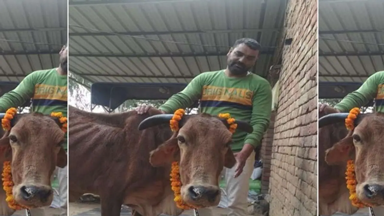 मां की तरह इस बूढ़ी गाय की देखभाल करता था यह किसान, मरने के बाद भी बेटे का फर्ज निभाया मां की तरह इस बूढ़ी गाय की देखभाल करता था यह किसान, मरने के बाद भी बेटे का फर्ज निभाया