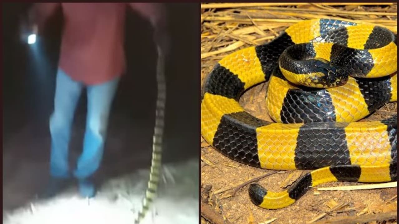 അപൂര്‍വ്വ ഇനത്തില്‍പ്പെട്ട ഉഗ്രവിഷമുള്ള പാമ്പിനെ പിടികൂടി വാവ സുരേഷ്