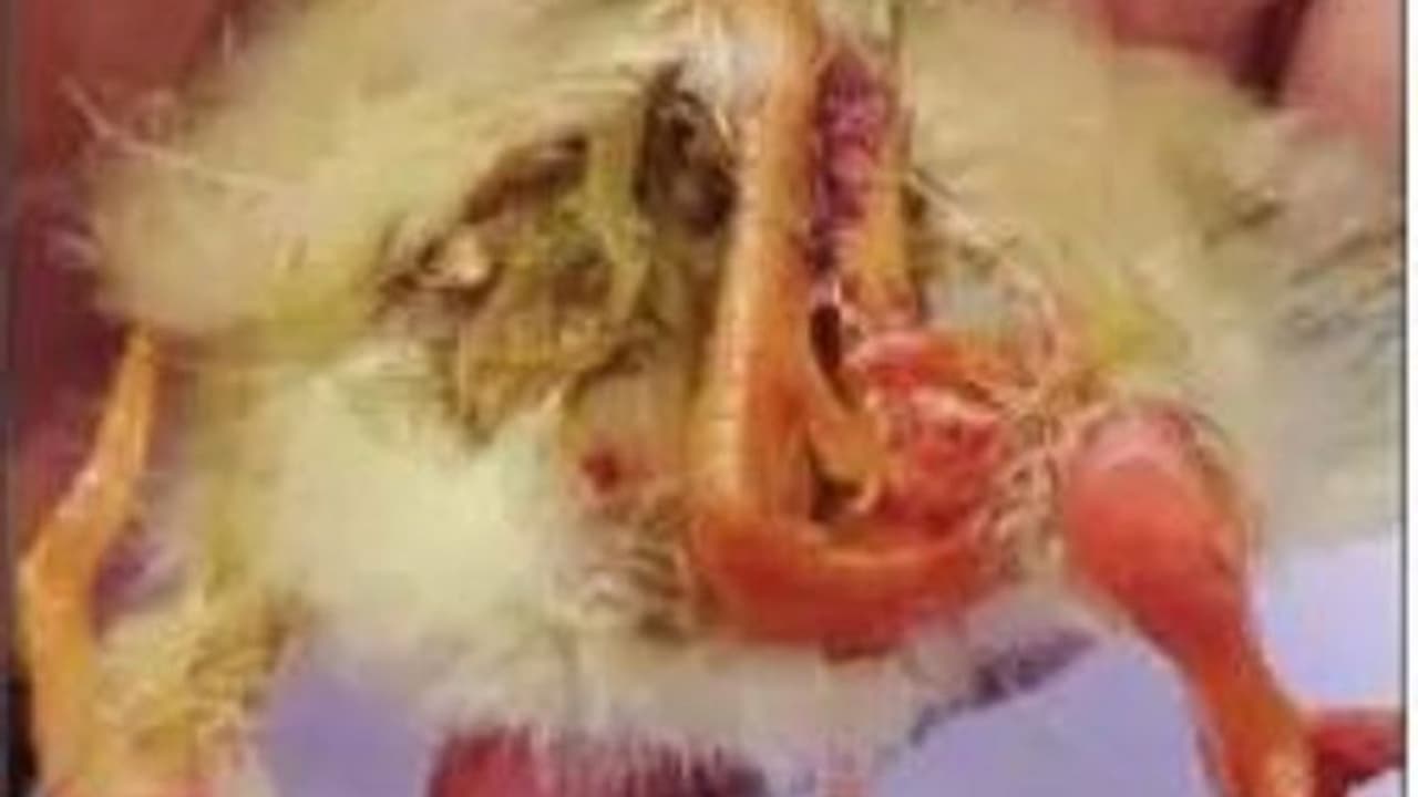 ತುಮಕೂರು: ನಾಲ್ಕು ಕಾಲಿನ ಕೋಳಿ ಮರಿ ಜನನ..! ತುಮಕೂರು: ನಾಲ್ಕು ಕಾಲಿನ ಕೋಳಿ ಮರಿ ಜನನ..!