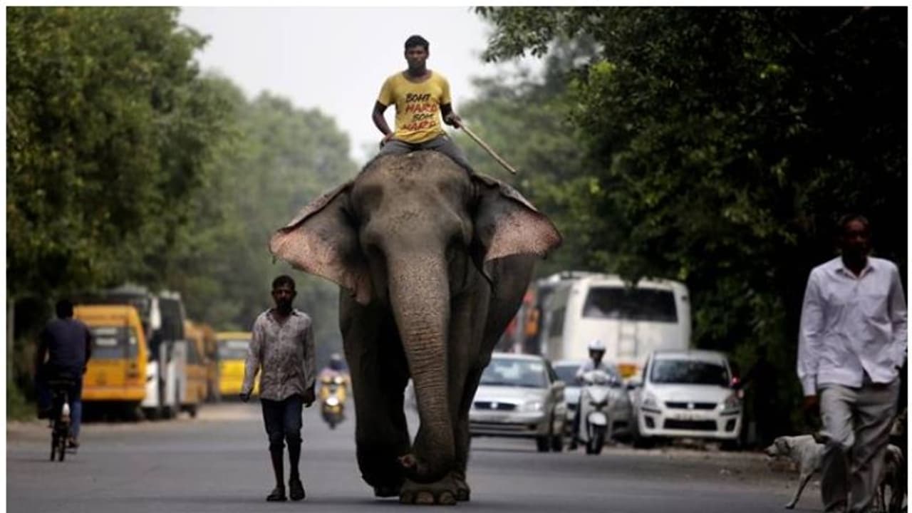 'ലക്ഷ്മി'യെ വിട്ടുകിട്ടാന് ഹേബിയസ് കോര്പ്പസുമായി സദ്ദാം സുപ്രീം കോടതിയില്; അത്ഭുതപ്പെട്ട് ചീഫ് ജസ്റ്റിസ് 'ലക്ഷ്മി'യെ വിട്ടുകിട്ടാന് ഹേബിയസ് കോര്പ്പസുമായി സദ്ദാം സുപ്രീം കോടതിയില്; അത്ഭുതപ്പെട്ട് ചീഫ് ജസ്റ്റിസ്