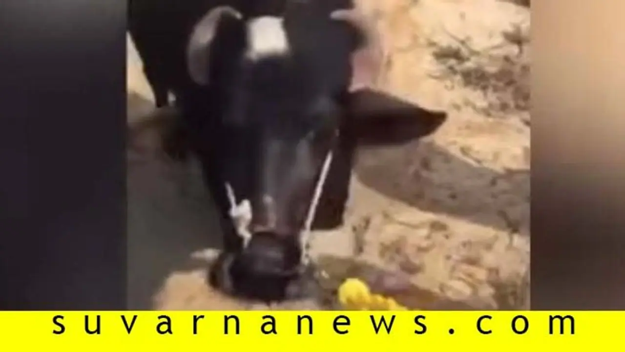 ತನ್ನನ್ನು ಕೊಲ್ಲದಂತೆ ಕಟುಕನ ಮುಂದೆ ಮಂಡಿಯೂರಿ ಕಣ್ಣೀರಿಟ್ಟಗರ್ಭಿಣಿ ಹಸು! ತನ್ನನ್ನು ಕೊಲ್ಲದಂತೆ ಕಟುಕನ ಮುಂದೆ ಮಂಡಿಯೂರಿ ಕಣ್ಣೀರಿಟ್ಟಗರ್ಭಿಣಿ ಹಸು!