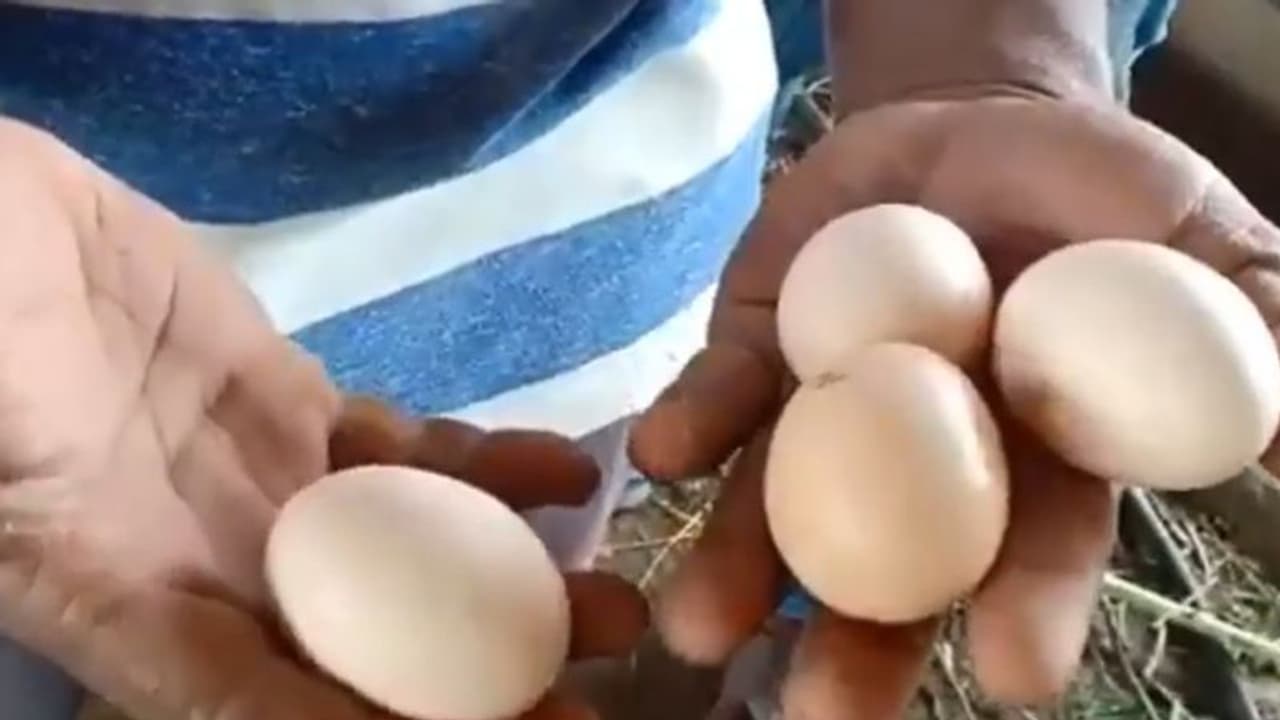 கொரோனா எதிரொலி..! தமிழகத்தில்... முட்டை விலை கடும் வீழ்ச்சி..!