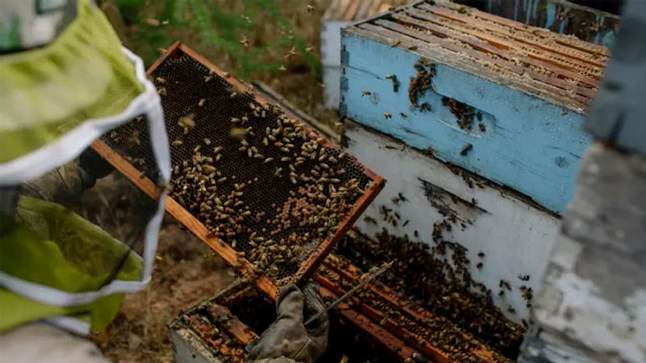 ബദാംതോട്ടങ്ങളില് കീടനാശിനികളുടെ അമിത ഉപയോഗം, തേനീച്ചകള് കൊല്ലപ്പെടുന്നത് കണക്കില്ലാതെ! ബദാംതോട്ടങ്ങളില് കീടനാശിനികളുടെ അമിത ഉപയോഗം, തേനീച്ചകള് കൊല്ലപ്പെടുന്നത് കണക്കില്ലാതെ!