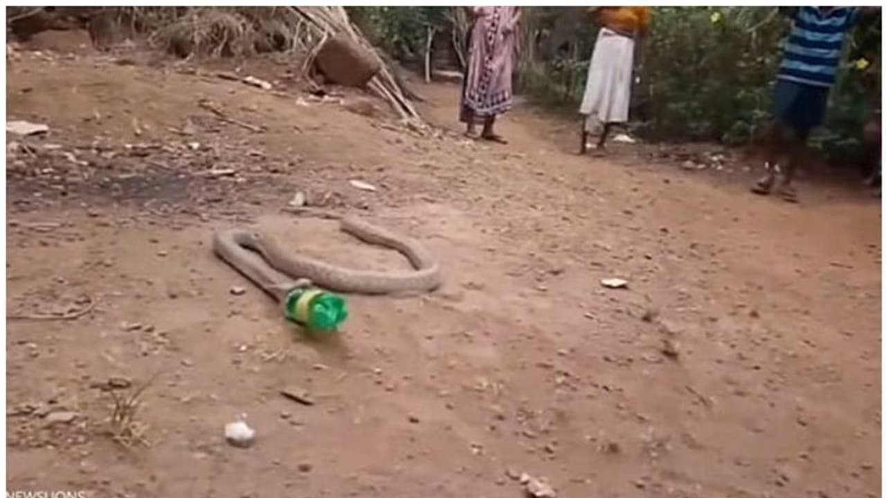 പ്ലാസ്റ്റിക് കുപ്പി വിഴുങ്ങിയ രാജവെമ്പാലയ്ക്ക് സംഭവിച്ചത്; വീഡിയോ കാണാം പ്ലാസ്റ്റിക് കുപ്പി വിഴുങ്ങിയ രാജവെമ്പാലയ്ക്ക് സംഭവിച്ചത്; വീഡിയോ കാണാം