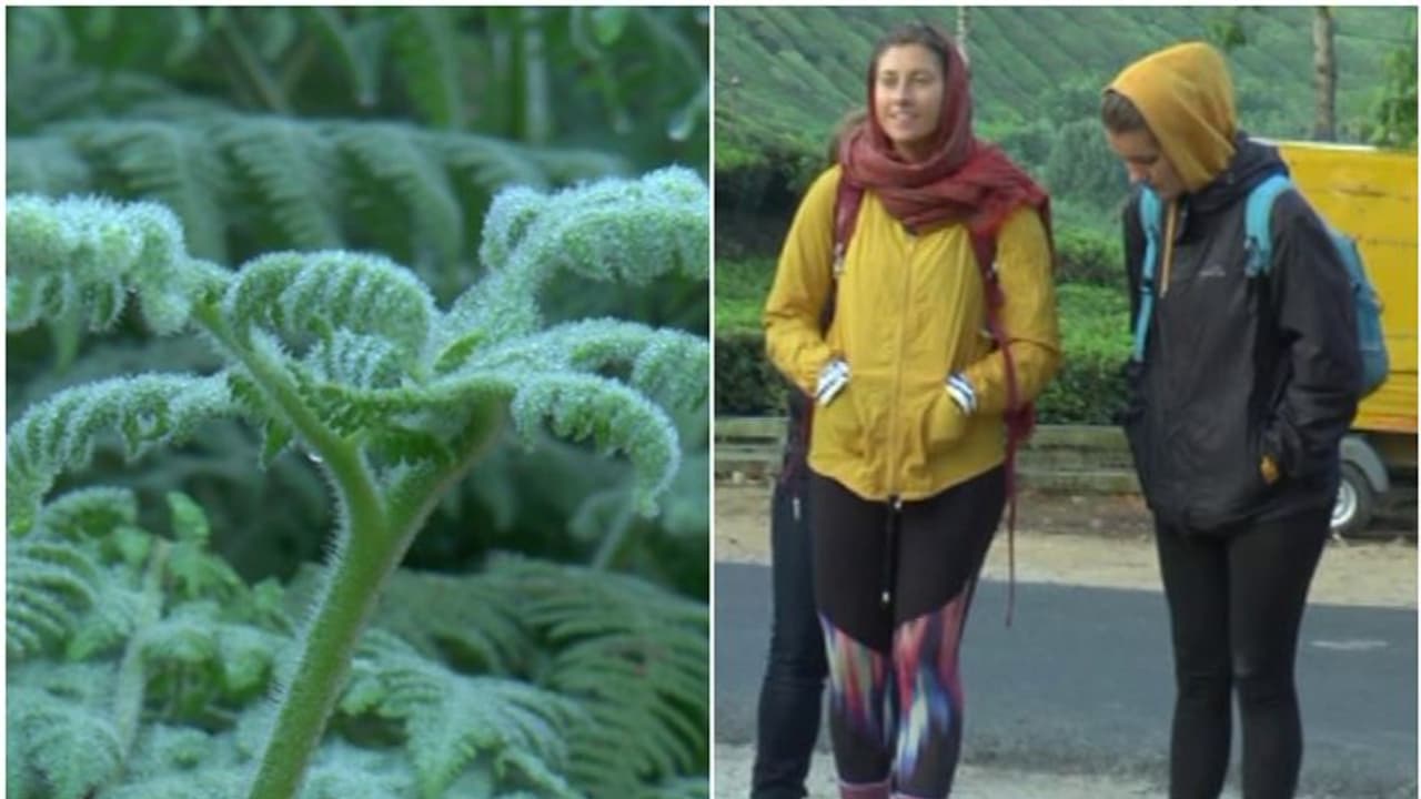 മഞ്ഞിന്റെ പുതപ്പണിഞ്ഞ് മൂന്നാര് വിളിക്കുന്നു; സഞ്ചാരികളെ ഇതിലേ..! മഞ്ഞിന്റെ പുതപ്പണിഞ്ഞ് മൂന്നാര് വിളിക്കുന്നു; സഞ്ചാരികളെ ഇതിലേ..!