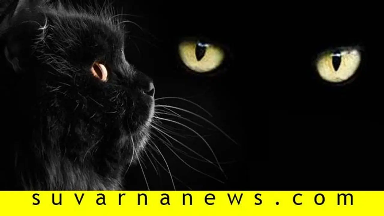 ವಧು ವರರ ಮುಂದೆ ಬೆಕ್ಕು ಸಾಗಿದ್ರೆ ದಾಂಪತ್ಯ ಸೂಪರ್! ವಧು ವರರ ಮುಂದೆ ಬೆಕ್ಕು ಸಾಗಿದ್ರೆ ದಾಂಪತ್ಯ ಸೂಪರ್!