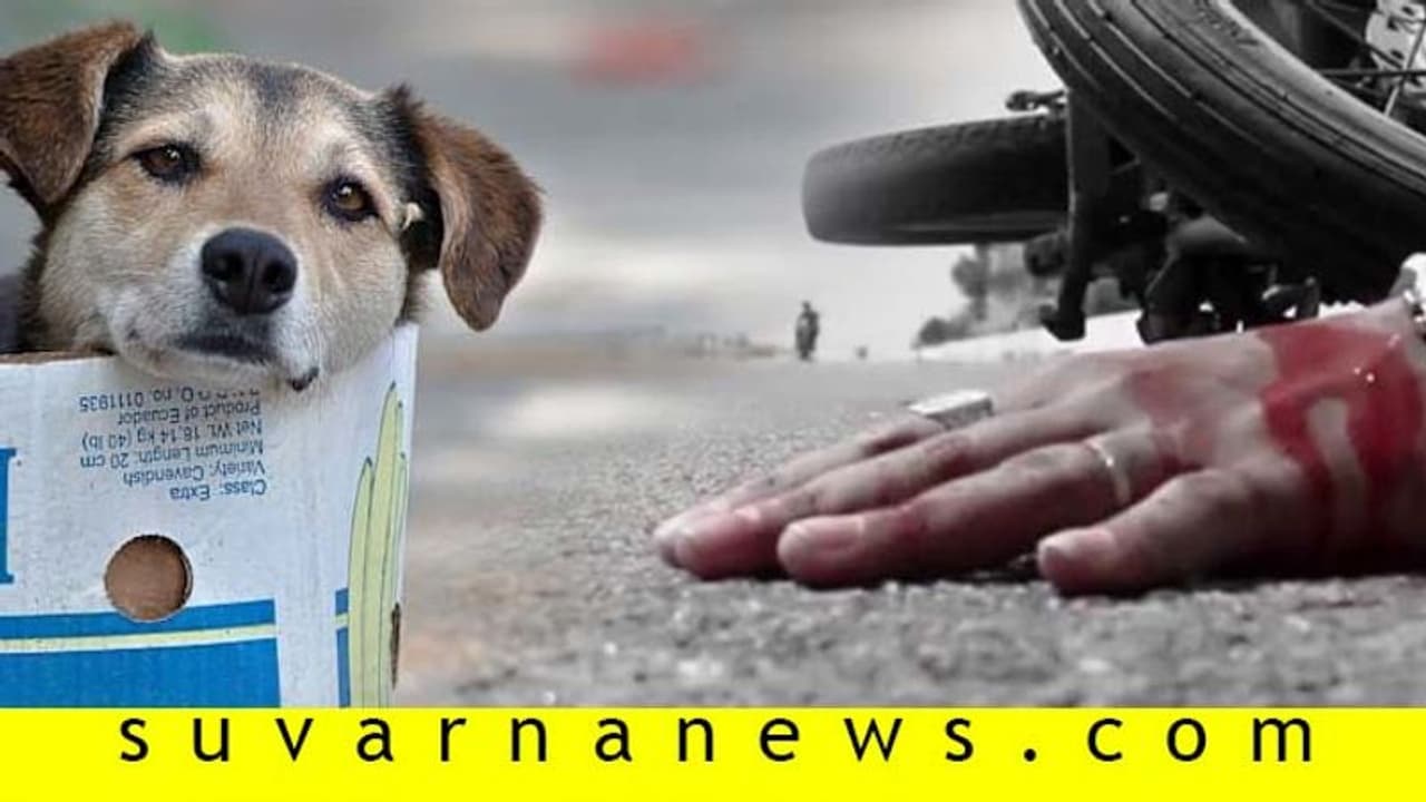 ಬೀದಿ ಪ್ರಾಣಿಗಳಿಂದಾಗುವ ಅಪಘಾತಕ್ಕೆ ಸರ್ಕಾರ ಹೊಣೆಯಲ್ಲ, ಪರಿಹಾರವೂ ಇಲ್ಲ!