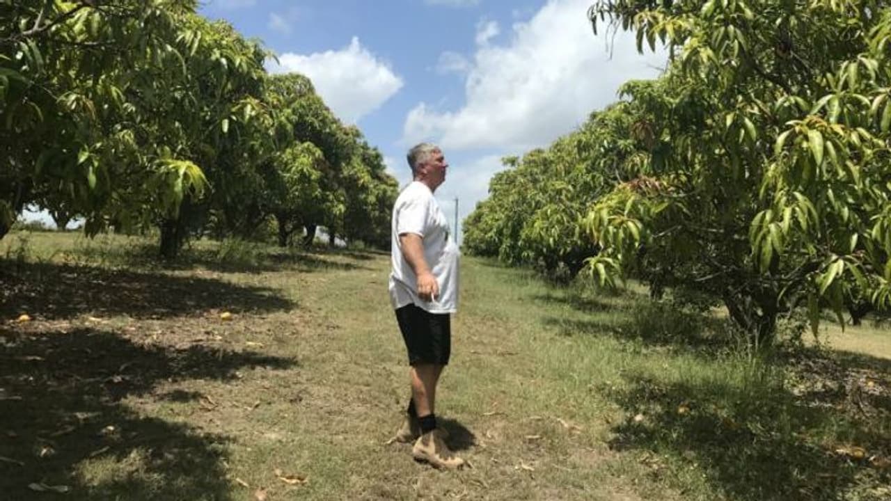 ആകെ 2,300 മാവുകള്, ഇതിലെ മുഴുവന് മാങ്ങകളും ആവശ്യക്കാര്ക്ക് സൗജന്യമായി നല്കുകയാണ് ഈ 'മാങ്കോ മാന്' ആകെ 2,300 മാവുകള്, ഇതിലെ മുഴുവന് മാങ്ങകളും ആവശ്യക്കാര്ക്ക് സൗജന്യമായി നല്കുകയാണ് ഈ 'മാങ്കോ മാന്'