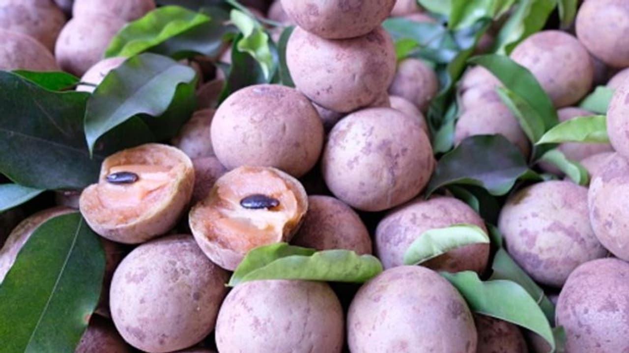 ಸಪೋಟಾ ಮೇಲೆ ಕೊರೋನಾ ವಕ್ರದೃಷ್ಟಿ: ಹಣ್ಣು ಕೇಳುವವರೇ ಇಲ್ಲ! ಸಪೋಟಾ ಮೇಲೆ ಕೊರೋನಾ ವಕ್ರದೃಷ್ಟಿ: ಹಣ್ಣು ಕೇಳುವವರೇ ಇಲ್ಲ!