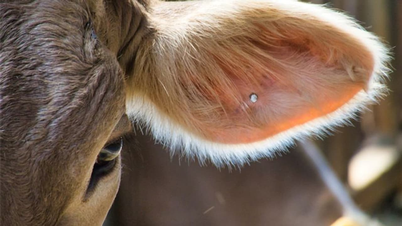 'അവയുടെ കണ്ണുകള്‍ എന്നേക്കുമായി എന്‍റെ ഉറക്കം കളഞ്ഞു' ഒരു അറവുശാല ജീവനക്കാരന്‍റെ അസാധാരണ അനുഭവങ്ങള്‍