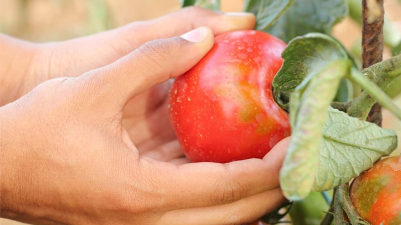മള്ട്ടിനാഷണല് കമ്പനി വേണ്ട, സര്ക്കാര് ജോലി വേണ്ട; ഈ അഞ്ച് സ്ത്രീകള് ഇവയെല്ലാമുപേക്ഷിച്ച് കൃഷിയിലേക്കിറങ്ങിയതെന്തിന്? മള്ട്ടിനാഷണല് കമ്പനി വേണ്ട, സര്ക്കാര് ജോലി വേണ്ട; ഈ അഞ്ച് സ്ത്രീകള് ഇവയെല്ലാമുപേക്ഷിച്ച് കൃഷിയിലേക്കിറങ്ങിയതെന്തിന്?