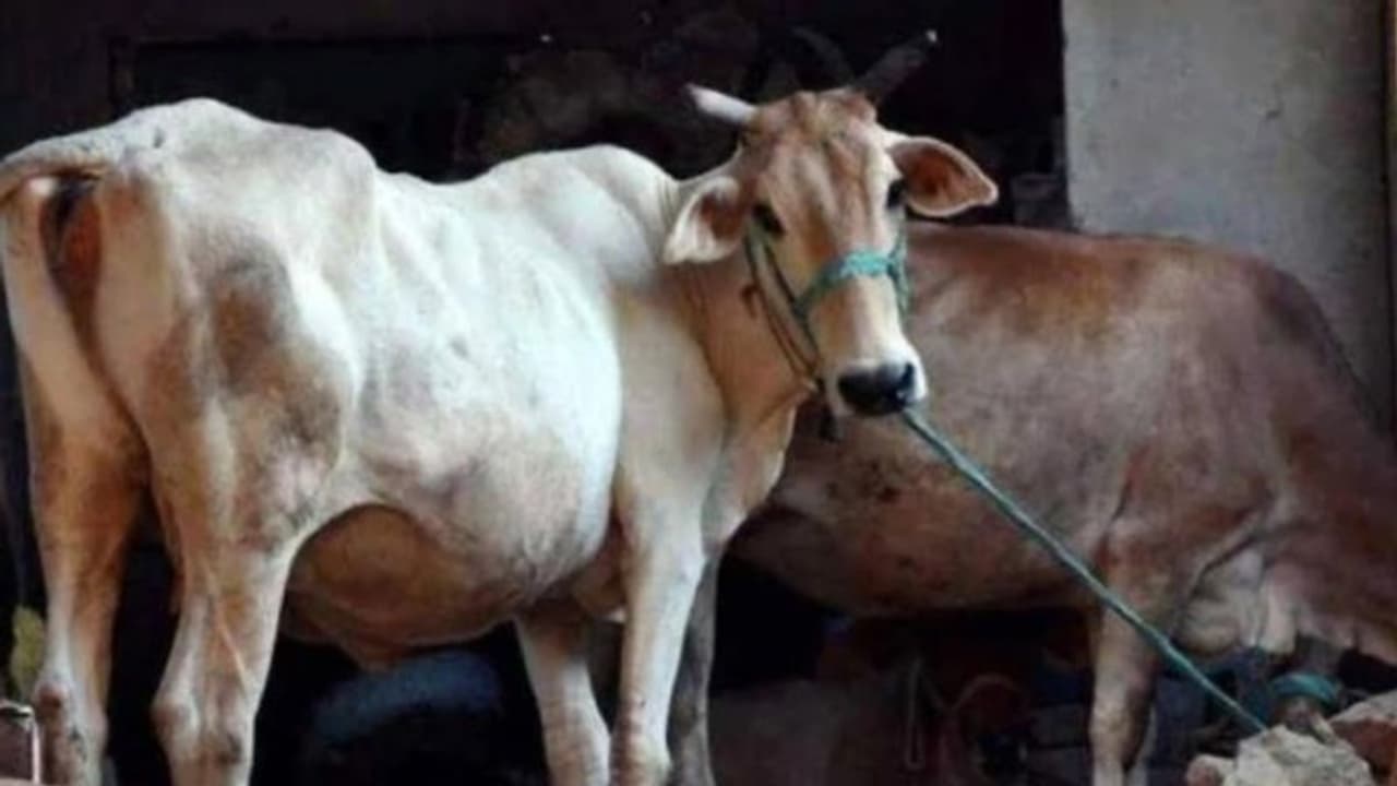 ಮಲೆನಾಡು ಗಿಡ್ಡ ತಳಿಗೆ ಕೇರಳದಲ್ಲಿ ಭಾರಿ ಬೇಡಿಕೆ : ಒಂದು ಹಸುಗೆ 1 ಲಕ್ಷ ರು. ಮಲೆನಾಡು ಗಿಡ್ಡ ತಳಿಗೆ ಕೇರಳದಲ್ಲಿ ಭಾರಿ ಬೇಡಿಕೆ : ಒಂದು ಹಸುಗೆ 1 ಲಕ್ಷ ರು.