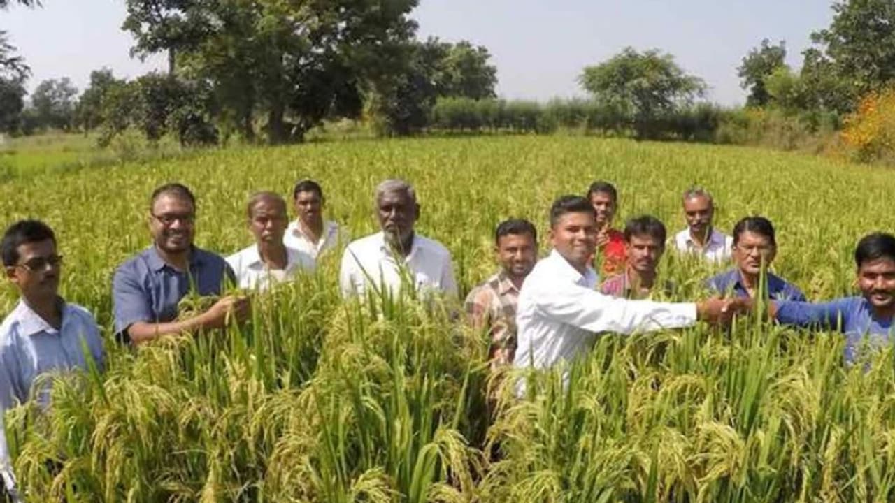 നിലം ഉഴുതുമറിക്കാതെയും ഞാറ് നടാതെയും നെല്ല് കൃഷി ചെയ്യാം; ഉഗ്രന്‍ വിളവും നേടാം