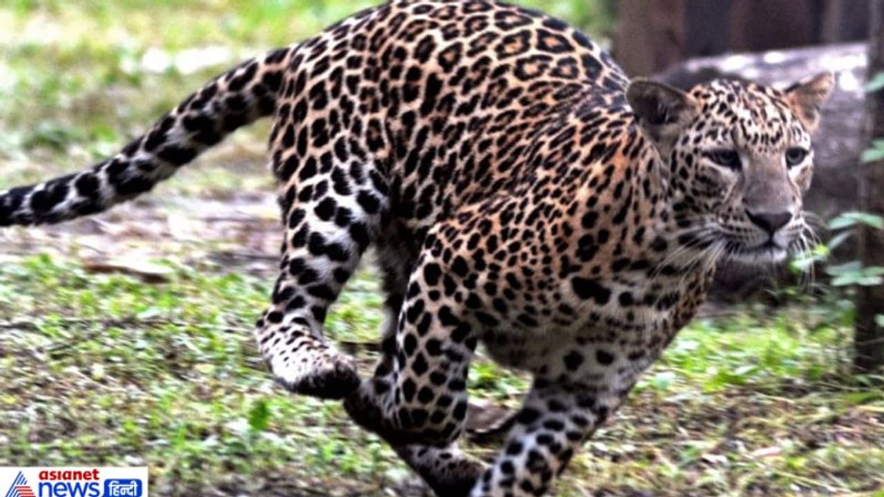 तेंदुए को पीट पीटकर मार डाला, सारी रात उसका मांस आग पर भूनकर खाते रहे गांववाले तेंदुए को पीट पीटकर मार डाला, सारी रात उसका मांस आग पर भूनकर खाते रहे गांववाले