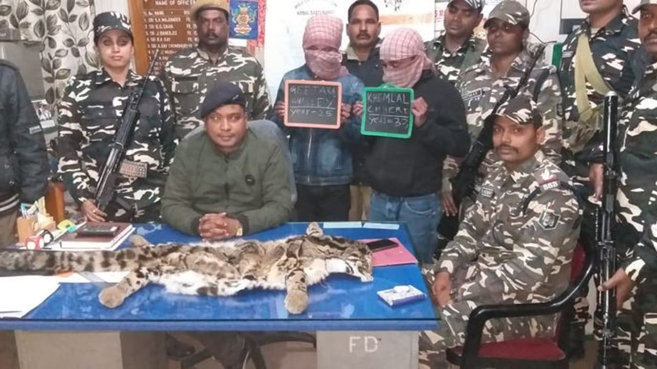 বিলুপ্তপ্রায় ক্লাউডেড লেপার্ড এর চামড়া পাচারের চেষ্টা, দুই বিদেশিকে ধরল পুলিশ বিলুপ্তপ্রায় ক্লাউডেড লেপার্ড এর চামড়া পাচারের চেষ্টা, দুই বিদেশিকে ধরল পুলিশ