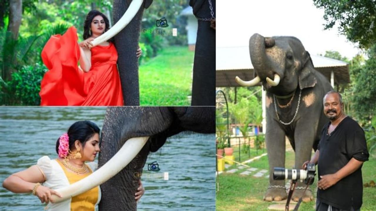 'ആ രീതി വര്‍ക്കൗട്ടായി, ഓരോ ഷോട്ടിലും ചങ്കിടിപ്പ് കൂടുകയായിരുന്നു'; വൈറലായ 'ആനയ്‍‍‍ക്കൊരുമ്മ' ഫോട്ടോഗ്രാഫര്‍