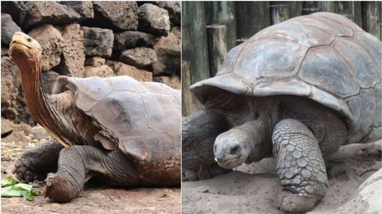 100 വയസ്സില് 800 കുഞ്ഞുങ്ങള്, കാമാതുരനായ ആമയ്ക്ക് ഇനി 'റിട്ടയര്മെന്റ്' 100 വയസ്സില് 800 കുഞ്ഞുങ്ങള്, കാമാതുരനായ ആമയ്ക്ക് ഇനി 'റിട്ടയര്മെന്റ്'