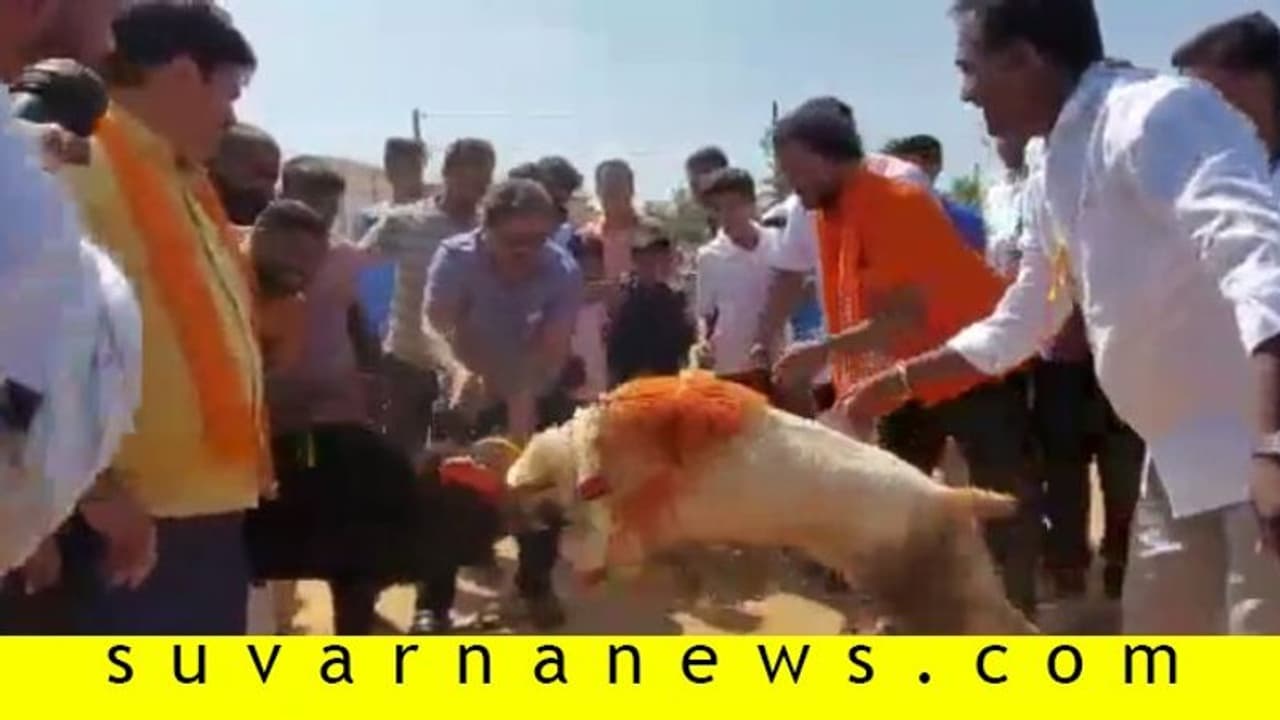 ಗೂಳಿ ಆಯ್ತು, ಟಗರು ಕಾಳಗಕ್ಕೆ ಹೊನ್ನಾಳಿ ಶಾಸಕ ರೇಣು ಚಾಲನೆ!