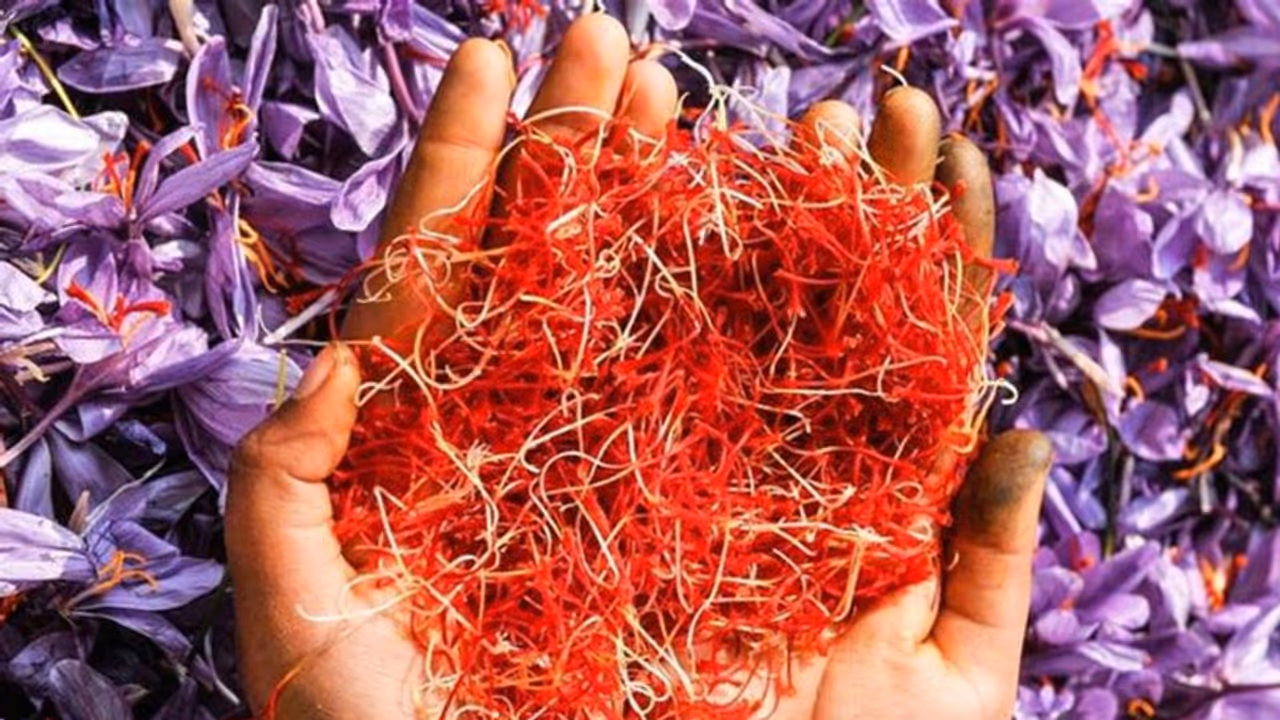 ಒಣ ಭೂಮಿಯಲ್ಲಿ 'ಕೇಸರಿ' ಬೆಳೆದ ರೈತರು, ಒಂದು ಕೆಜಿಗೆ ಎರಡು ಲಕ್ಷ ರೂ. ಮೊತ್ತ! ಒಣ ಭೂಮಿಯಲ್ಲಿ 'ಕೇಸರಿ' ಬೆಳೆದ ರೈತರು, ಒಂದು ಕೆಜಿಗೆ ಎರಡು ಲಕ್ಷ ರೂ. ಮೊತ್ತ!