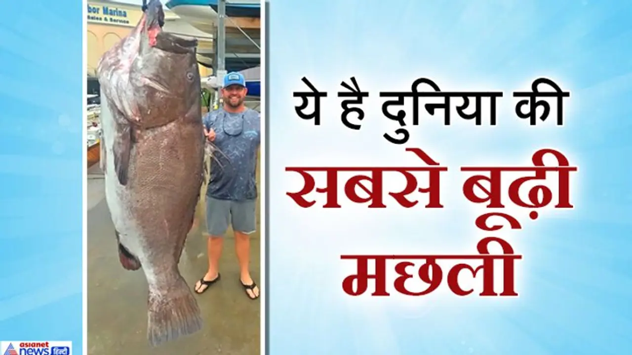 मछुआरे के कांटे में फंस गई दैत्याकार मछली, समुद्र की गहराई में छिपकर थी बैठी मछुआरे के कांटे में फंस गई दैत्याकार मछली, समुद्र की गहराई में छिपकर थी बैठी