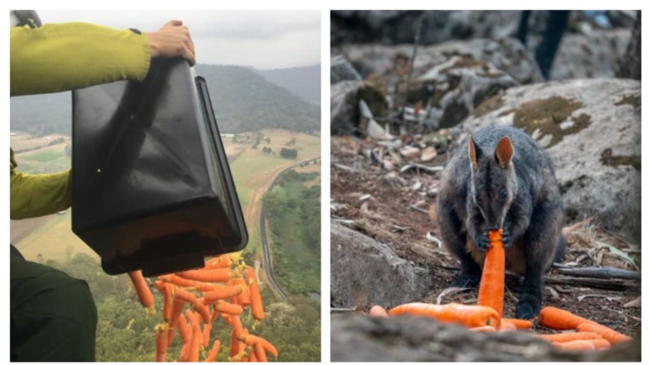 অস্ট্রেলিয়ার দাবানল কেড়েছে কোটি কোটি প্রাণ, বন্যপ্রাণীদের বাঁচাতে আকাশপথে ফেলা হল ২,২০০ কেজি সব্জি অস্ট্রেলিয়ার দাবানল কেড়েছে কোটি কোটি প্রাণ, বন্যপ্রাণীদের বাঁচাতে আকাশপথে ফেলা হল ২,২০০ কেজি সব্জি