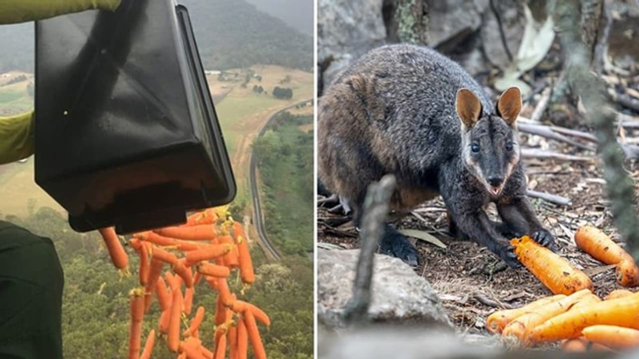 आग से बचने के बाद जंगल में भूख से मर रहे जानवर, लोगों ने आसमान से बरसाई राहत आग से बचने के बाद जंगल में भूख से मर रहे जानवर, लोगों ने आसमान से बरसाई राहत