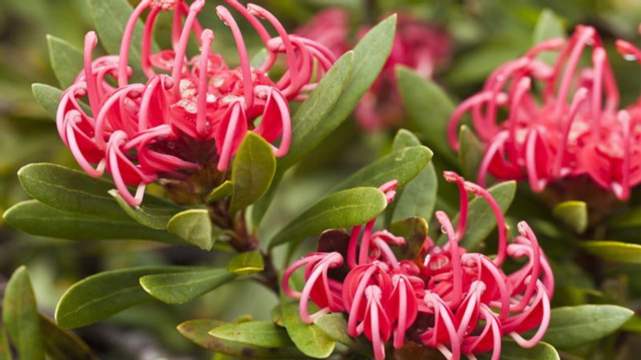 ഫോട്ടോഗ്രാഫര്മാര്ക്കേറെ ഇഷ്ടം, ടാറ്റൂ രൂപത്തില് യുവാക്കളുടെ കൈകളില്; ഈ പൂക്കള്ക്ക് എന്താണിത്ര പ്രത്യേകത? ഫോട്ടോഗ്രാഫര്മാര്ക്കേറെ ഇഷ്ടം, ടാറ്റൂ രൂപത്തില് യുവാക്കളുടെ കൈകളില്; ഈ പൂക്കള്ക്ക് എന്താണിത്ര പ്രത്യേകത?