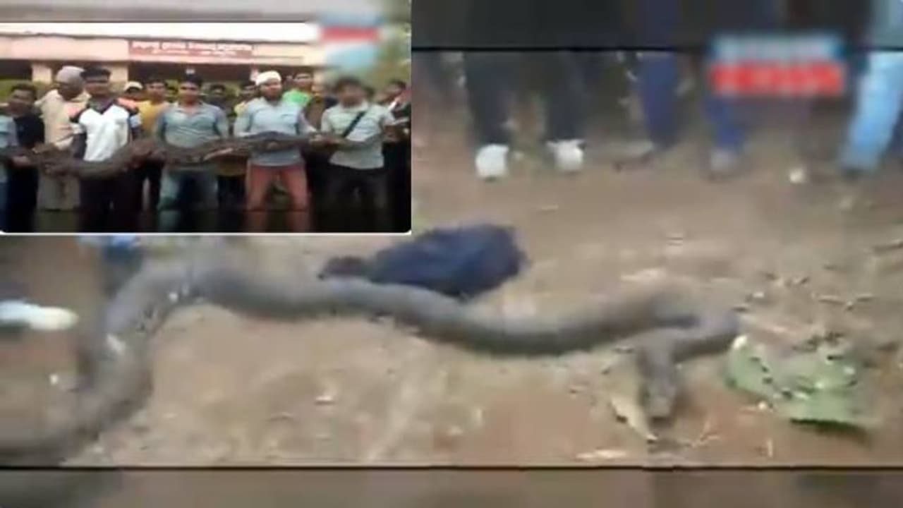 പൈപ്പ് ലൈനിൽ കുടുങ്ങിയ ആറ് പെരുമ്പാമ്പുകളെ സാഹസികമായി രക്ഷപ്പെടുത്തി; ഉദ്യോഗസ്ഥർക്ക് കയ്യടി, വീഡിയോ പൈപ്പ് ലൈനിൽ കുടുങ്ങിയ ആറ് പെരുമ്പാമ്പുകളെ സാഹസികമായി രക്ഷപ്പെടുത്തി; ഉദ്യോഗസ്ഥർക്ക് കയ്യടി, വീഡിയോ