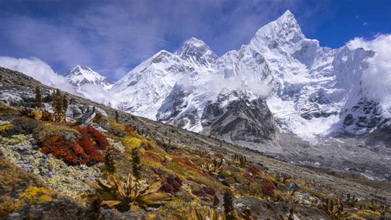 എവറസ്റ്റ് കൊടുമുടിക്കുചുറ്റും സസ്യങ്ങള് വളരുന്നു, നാമെല്ലാവരും ഭയക്കേണ്ടതുണ്ട്, കാരണമിതാണ്... എവറസ്റ്റ് കൊടുമുടിക്കുചുറ്റും സസ്യങ്ങള് വളരുന്നു, നാമെല്ലാവരും ഭയക്കേണ്ടതുണ്ട്, കാരണമിതാണ്...