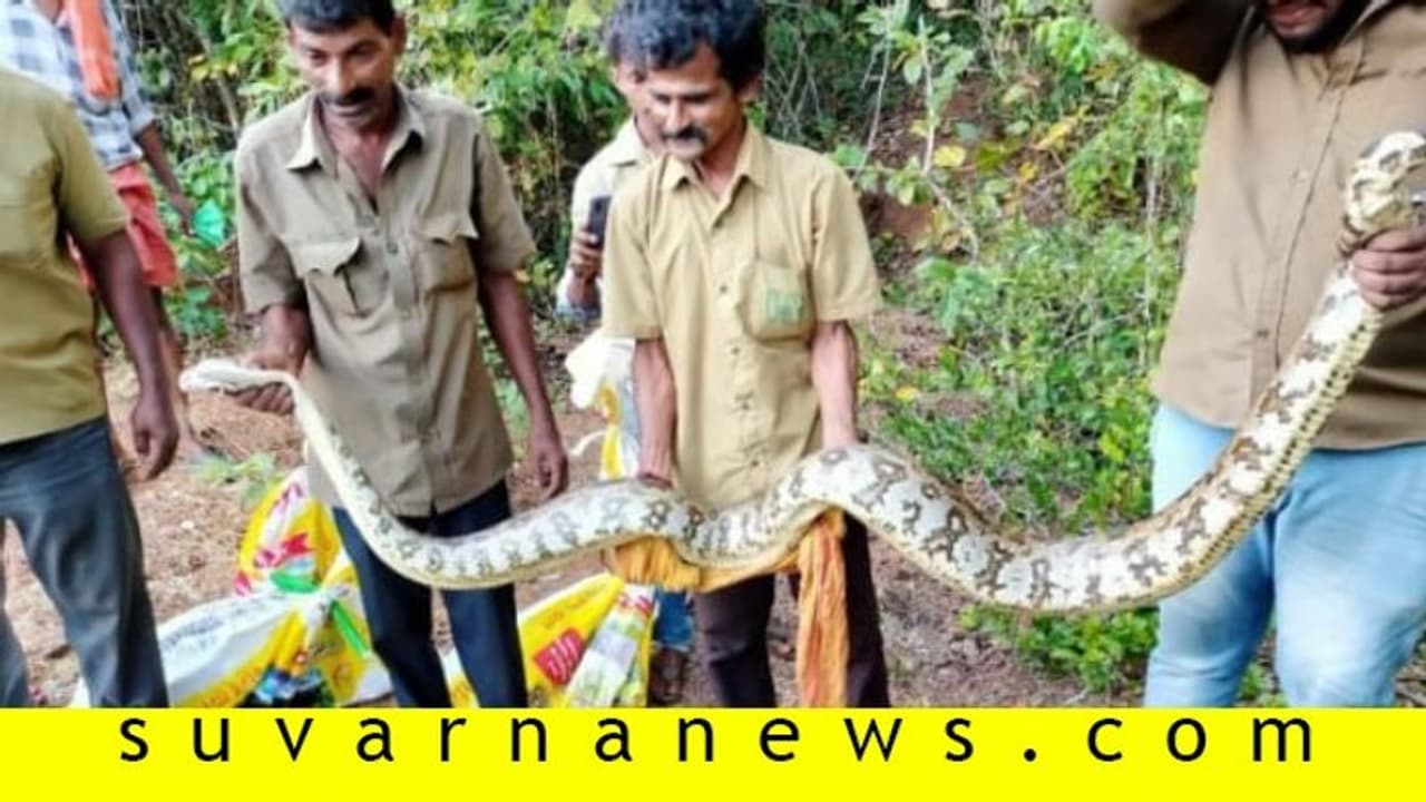 ರಬ್ಬರ್ ತೋಟದಲ್ಲಿ ಒಂದೇ ಕಡೆ 6 ಹೆಬ್ಬಾವು..!