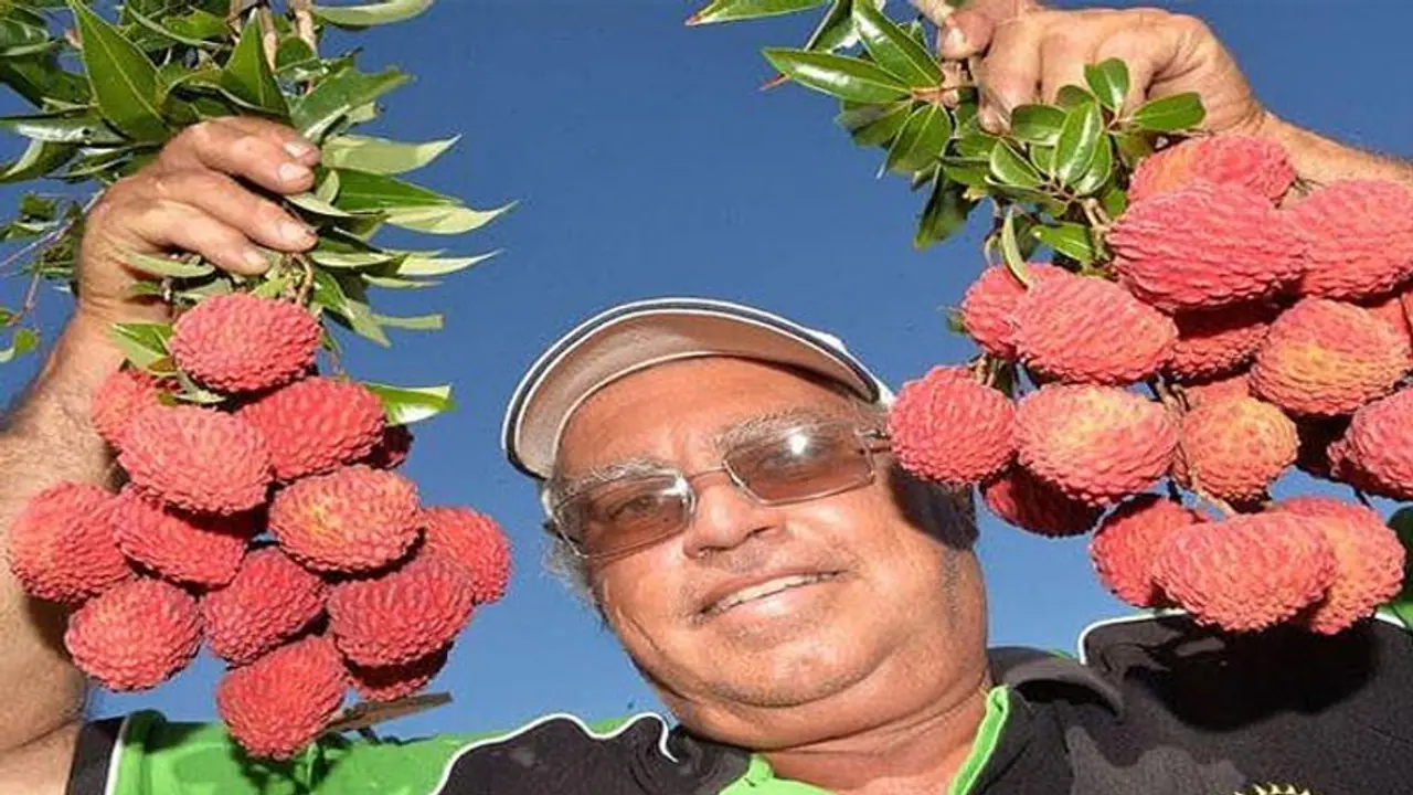 किसान ने पैदा की बिना बीज वाली लीचियां, सफलता के पीछे खर्च किए 19 साल किसान ने पैदा की बिना बीज वाली लीचियां, सफलता के पीछे खर्च किए 19 साल