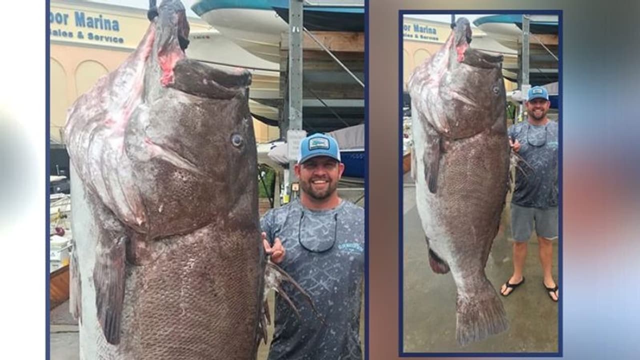 বড়শি ফেলতেই উঠে এল ৩৫০ পাউন্ড ওজনের মাছ , বয়স পেড়িয়েছে অর্ধশতাব্দী বড়শি ফেলতেই উঠে এল ৩৫০ পাউন্ড ওজনের মাছ , বয়স পেড়িয়েছে অর্ধশতাব্দী