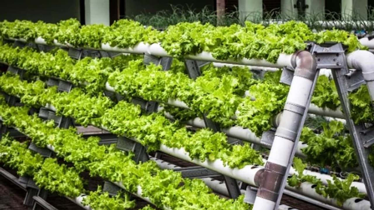 കൃഷി ചെയ്യാന് സ്ഥലമില്ലേ? വിഷമിക്കണ്ട ഈ വഴി പരീക്ഷിച്ചുനോക്കാം, ഇഷ്ടംപോലെ വിളവും... കൃഷി ചെയ്യാന് സ്ഥലമില്ലേ? വിഷമിക്കണ്ട ഈ വഴി പരീക്ഷിച്ചുനോക്കാം, ഇഷ്ടംപോലെ വിളവും...