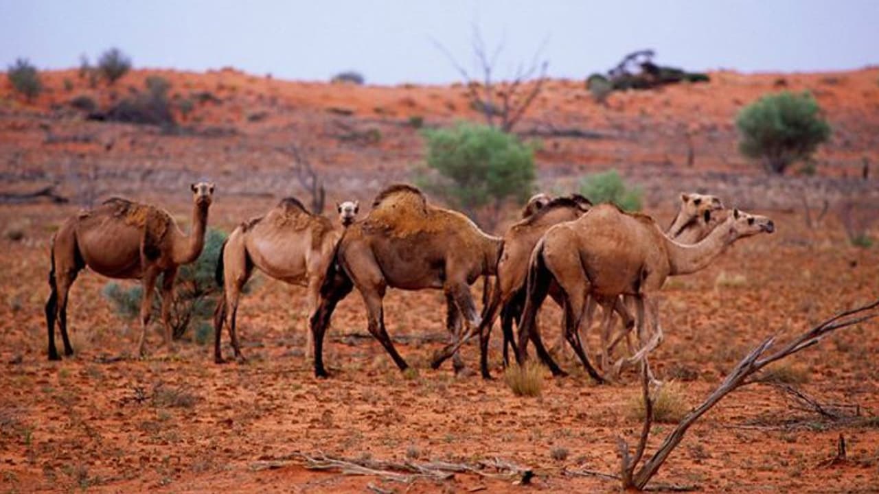 অতিরিক্ত জল খাওয়ার সাজা, গুলি খেয়ে মরতে হল ৫০০০ উটকে
