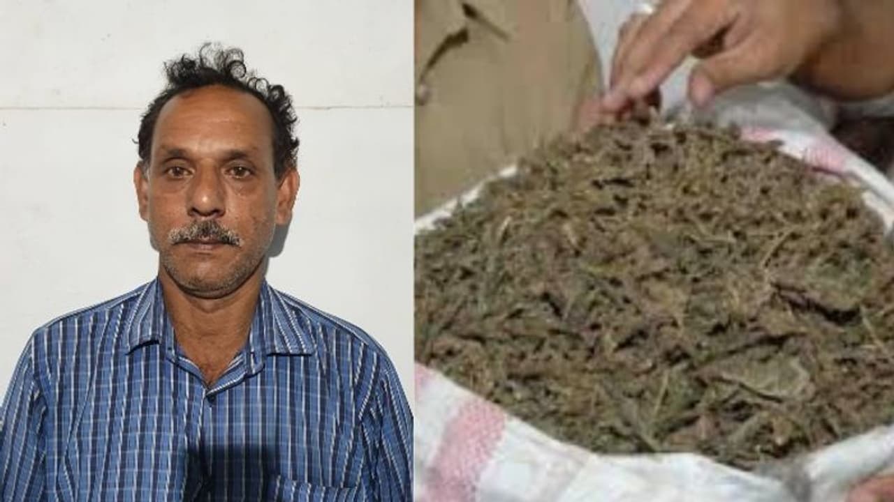 കോഴിക്കോട് വന് കഞ്ചാവ് വേട്ട; പത്ത് കിലോ കഞ്ചാവുമായി ഒരാൾ അറസ്റ്റിൽ കോഴിക്കോട് വന് കഞ്ചാവ് വേട്ട; പത്ത് കിലോ കഞ്ചാവുമായി ഒരാൾ അറസ്റ്റിൽ