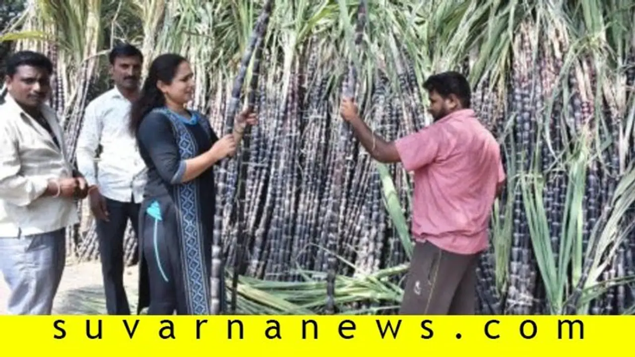 ಮೈಸೂರು: ಸಂಕ್ರಾಂತಿ ಹಬ್ಬಕ್ಕೆ ಖರೀದಿ ಭರಾಟೆ..!