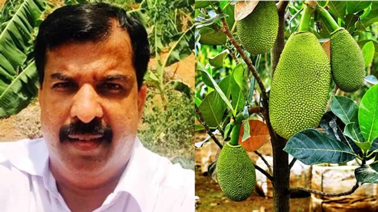 വര്ഷത്തില് രണ്ടുതവണയും പറിച്ചെടുക്കാം, പുതിയ ഇനം ചക്കയുമായി വര്ഗീസ് തരകന്; ഇതാണ് 'ആയുര്ജാക്ക്' വര്ഷത്തില് രണ്ടുതവണയും പറിച്ചെടുക്കാം, പുതിയ ഇനം ചക്കയുമായി വര്ഗീസ് തരകന്; ഇതാണ് 'ആയുര്ജാക്ക്'