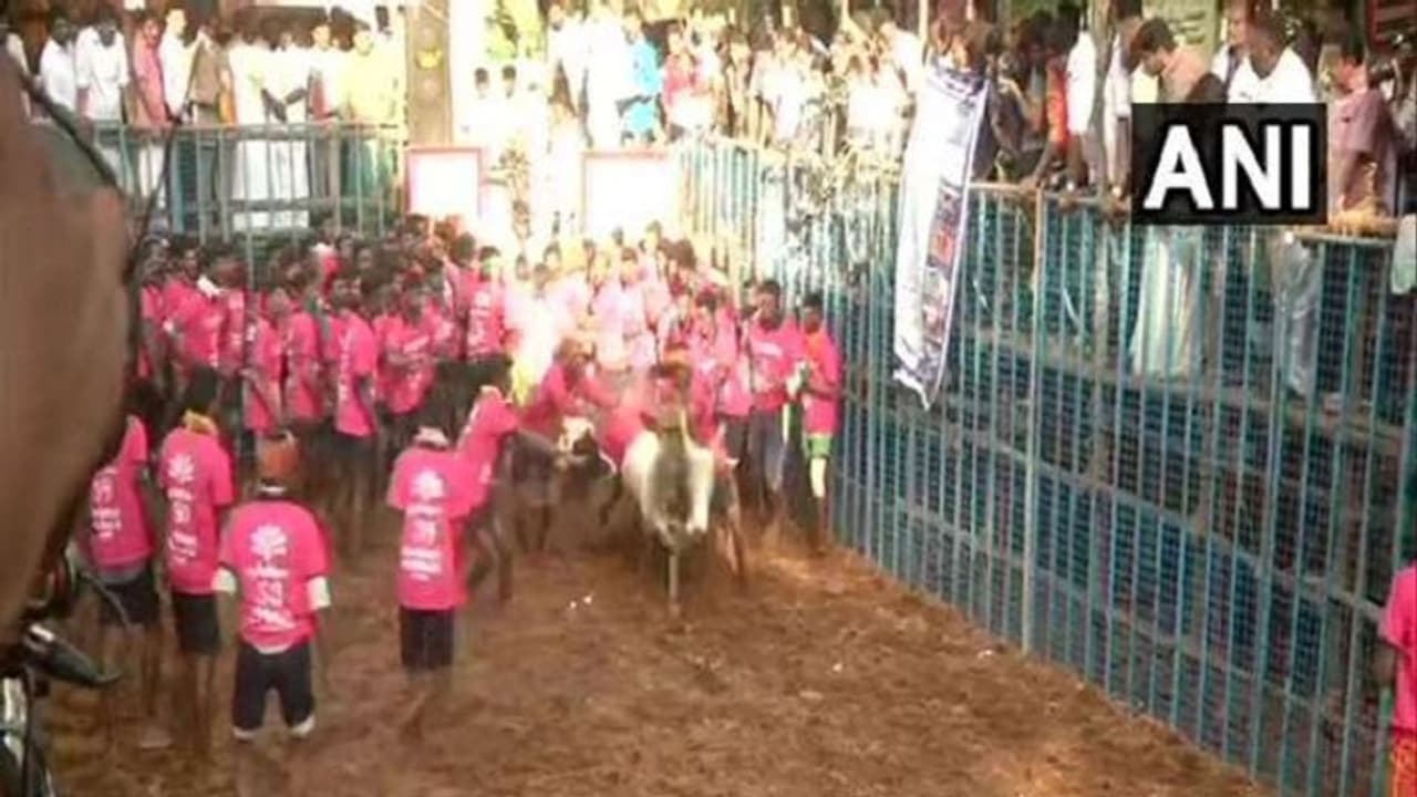 தொடங்கியது அவனியாபுரம் ஜல்லிக்கட்டு !! காளைகளை அடக்கும் காளைகள் !!