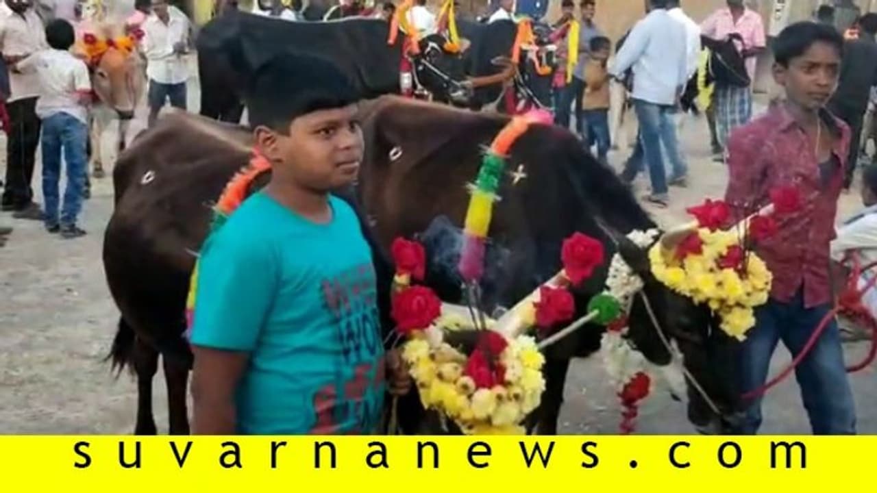 ಸಂಕ್ರಾಂತಿ ಸಂಭ್ರಮ: ಈ ಊರಲ್ಲಿ ದನಗಳ ಮೆರವಣಿಗೆಗೆ ಖರ್ಚು ಮಾಡೋದು ಲಕ್ಷ ಲಕ್ಷ..!