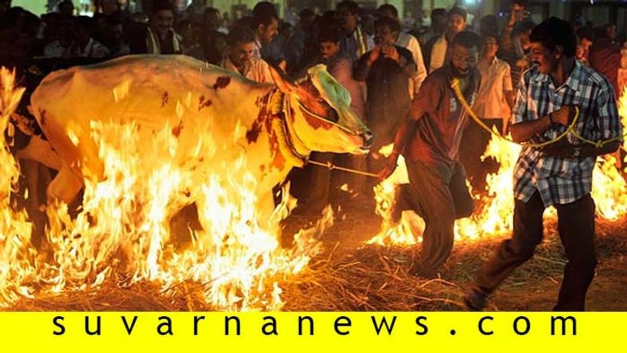 ಇಂದು ಸಂಕ್ರಾಂತಿ ಸಂಭ್ರಮ; ಎಲ್ಲೆಲ್ಲೆ ಹೇಗೆ ಆಚರಣೆ? ಇಂದು ಸಂಕ್ರಾಂತಿ ಸಂಭ್ರಮ; ಎಲ್ಲೆಲ್ಲೆ ಹೇಗೆ ಆಚರಣೆ?