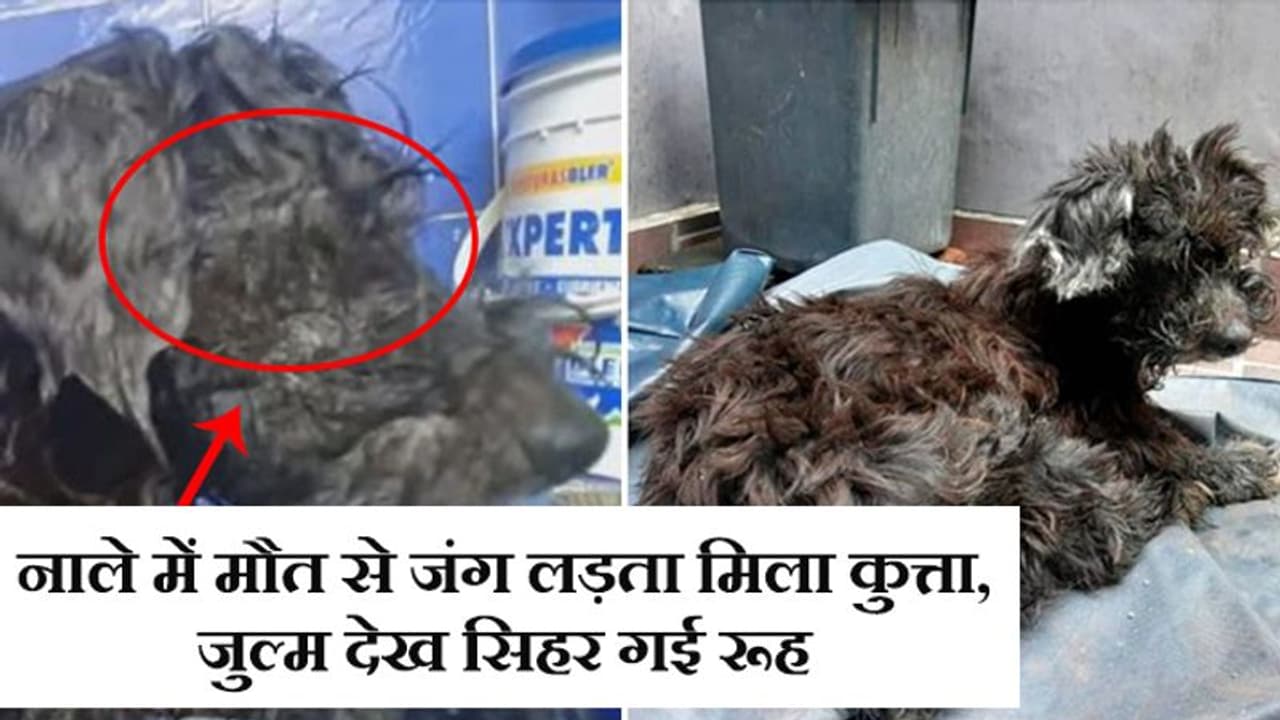 घर वापस ना लौटे पालतू कुत्ता, इसलिए मालिक ने फेविकोल से चिपका दी बेजुबान की आंखें घर वापस ना लौटे पालतू कुत्ता, इसलिए मालिक ने फेविकोल से चिपका दी बेजुबान की आंखें