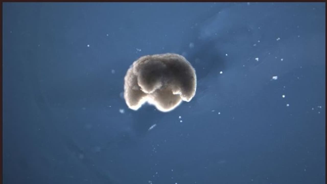 ആദ്യത്തെ ജൈവ റോബോട്ടിനെ നിര്മ്മിച്ച് ശാസ്ത്രലോകം; മനുഷ്യ ചരിത്രം മാറ്റുന്ന നിര്മ്മിതി? ആദ്യത്തെ ജൈവ റോബോട്ടിനെ നിര്മ്മിച്ച് ശാസ്ത്രലോകം; മനുഷ്യ ചരിത്രം മാറ്റുന്ന നിര്മ്മിതി?