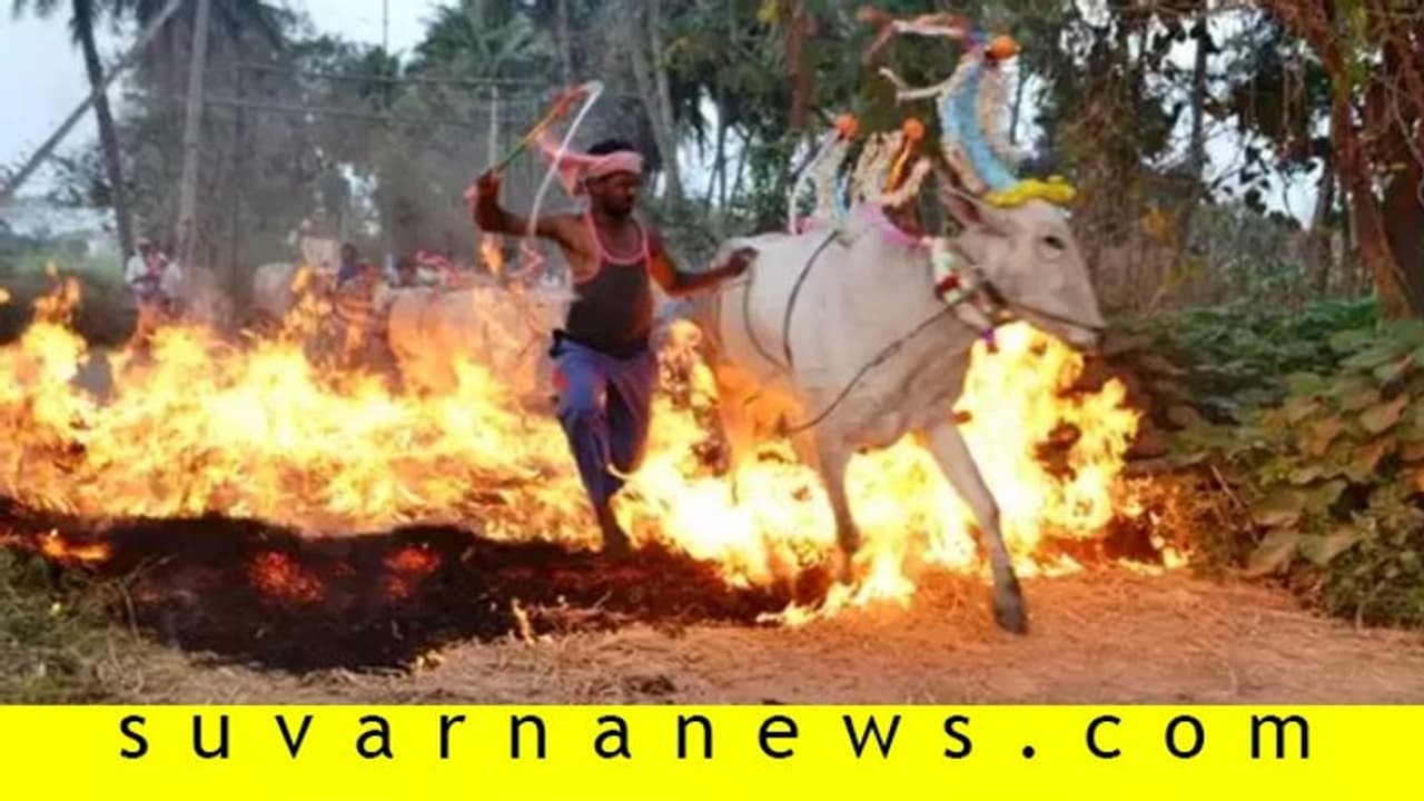 ಮಳವಳ್ಳಿಯಲ್ಲಿ ರಾಸುಗಳ ಕಿಚ್ಚೇ ಮೆಚ್ಚು