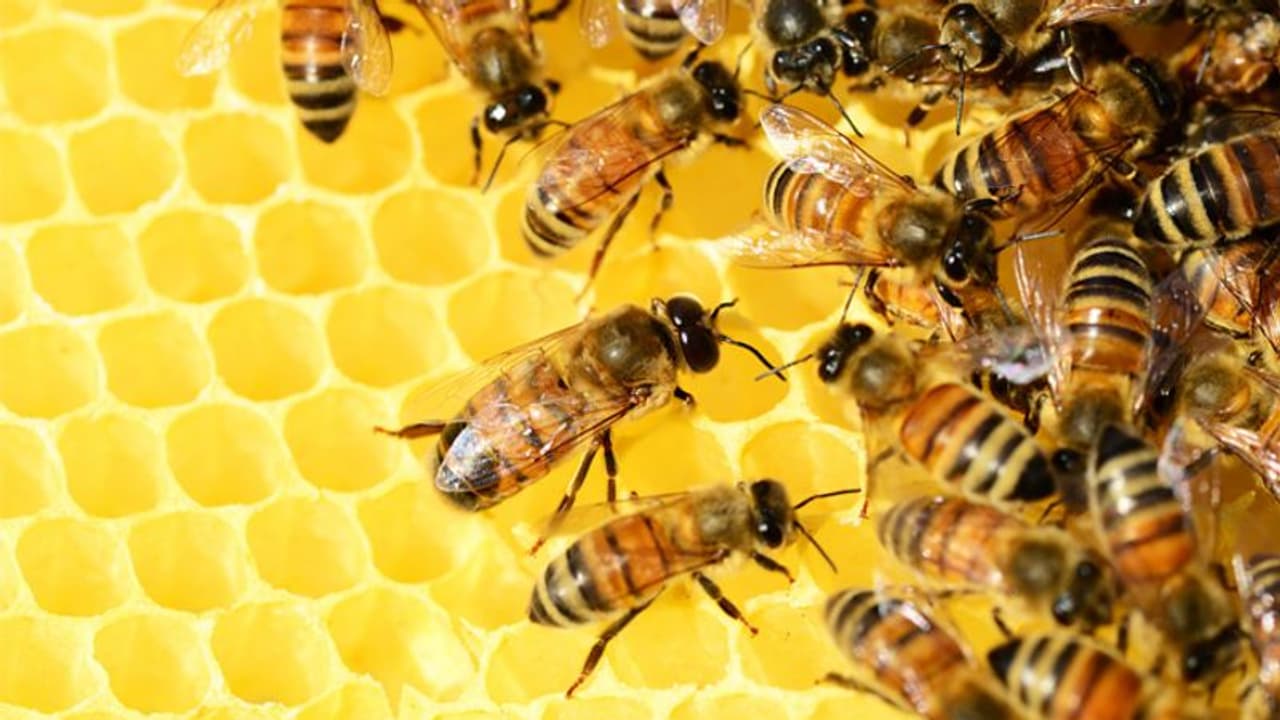 തേനീച്ചകളുടെ കുത്തേല്ക്കാതെ തേന് ശേഖരിക്കണോ? മാര്ഗമുണ്ട് തേനീച്ചകളുടെ കുത്തേല്ക്കാതെ തേന് ശേഖരിക്കണോ? മാര്ഗമുണ്ട്