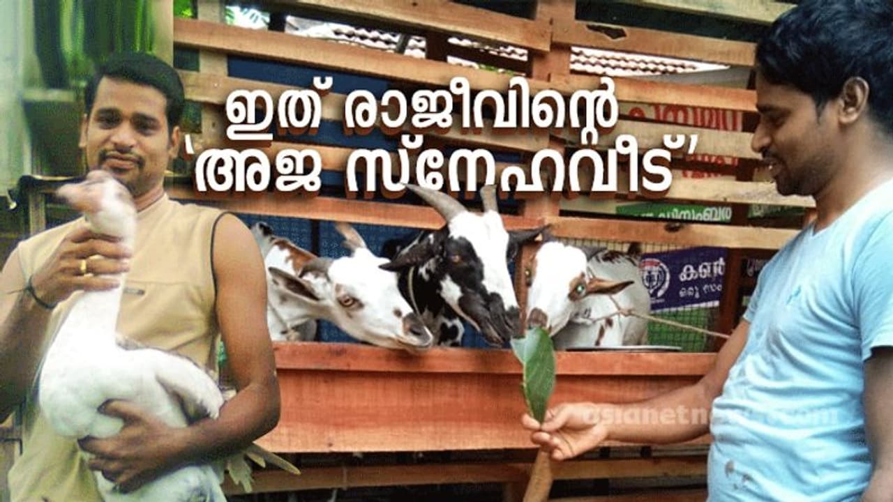 ആട് വളര്‍ത്താന്‍ താല്‍പര്യമുണ്ടോ? ലാഭകരമാണോ? രാജീവിന് ചില ടിപ്‍സുണ്ട്, പറഞ്ഞുതരും...