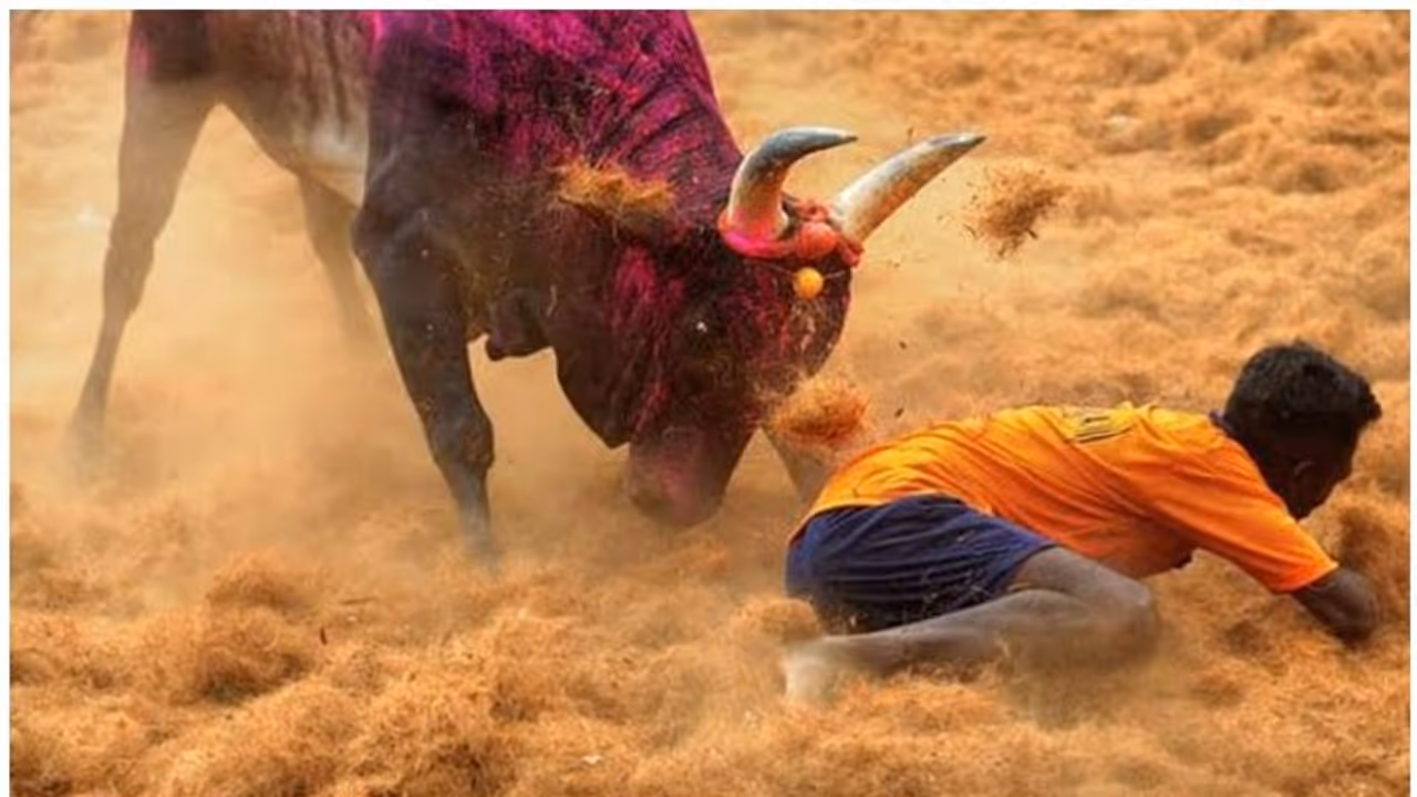 തമിഴ്നാട്ടില് ജല്ലിക്കെട്ടിനിടെ അപകടം: ഒരു സ്ത്രീ മരിച്ചു തമിഴ്നാട്ടില് ജല്ലിക്കെട്ടിനിടെ അപകടം: ഒരു സ്ത്രീ മരിച്ചു