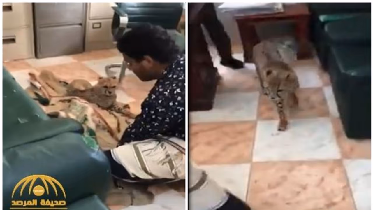 ബാഗില് പുലിക്കുഞ്ഞുങ്ങളുമായി സൗദിയിലെത്തിയയാള് അറസ്റ്റില് വീഡിയോ ബാഗില് പുലിക്കുഞ്ഞുങ്ങളുമായി സൗദിയിലെത്തിയയാള് അറസ്റ്റില് വീഡിയോ